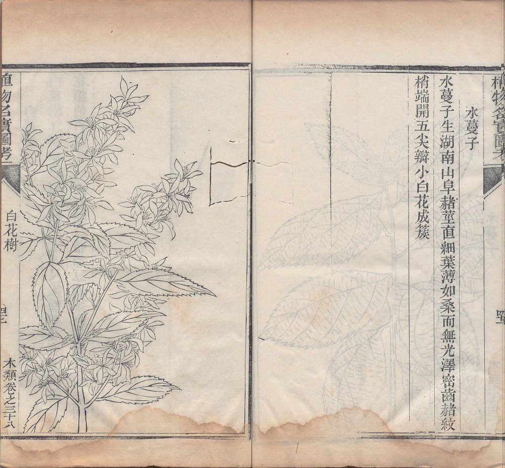 图片[1]-植物名实图考-天天向上