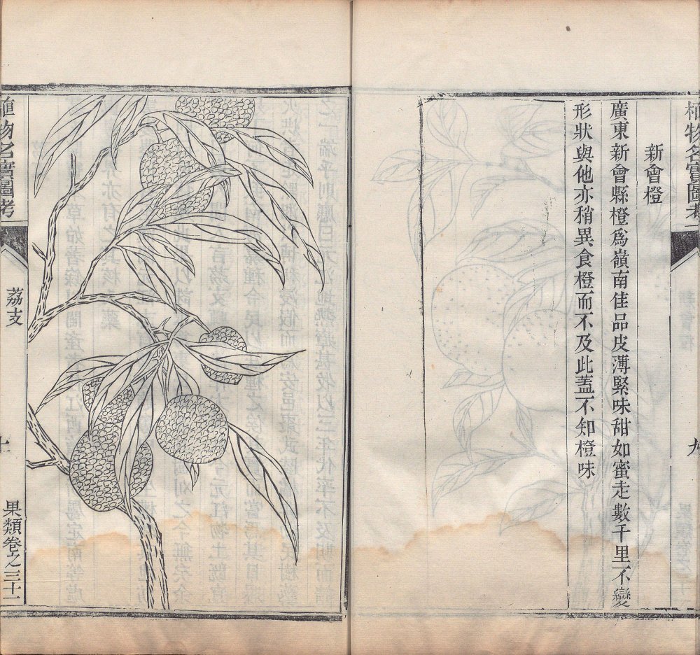 图片[2]-植物名实图考-天天向上