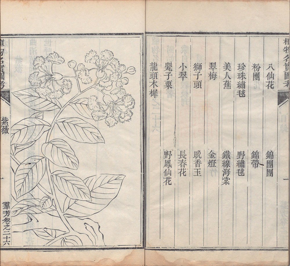 图片[3]-植物名实图考-天天向上