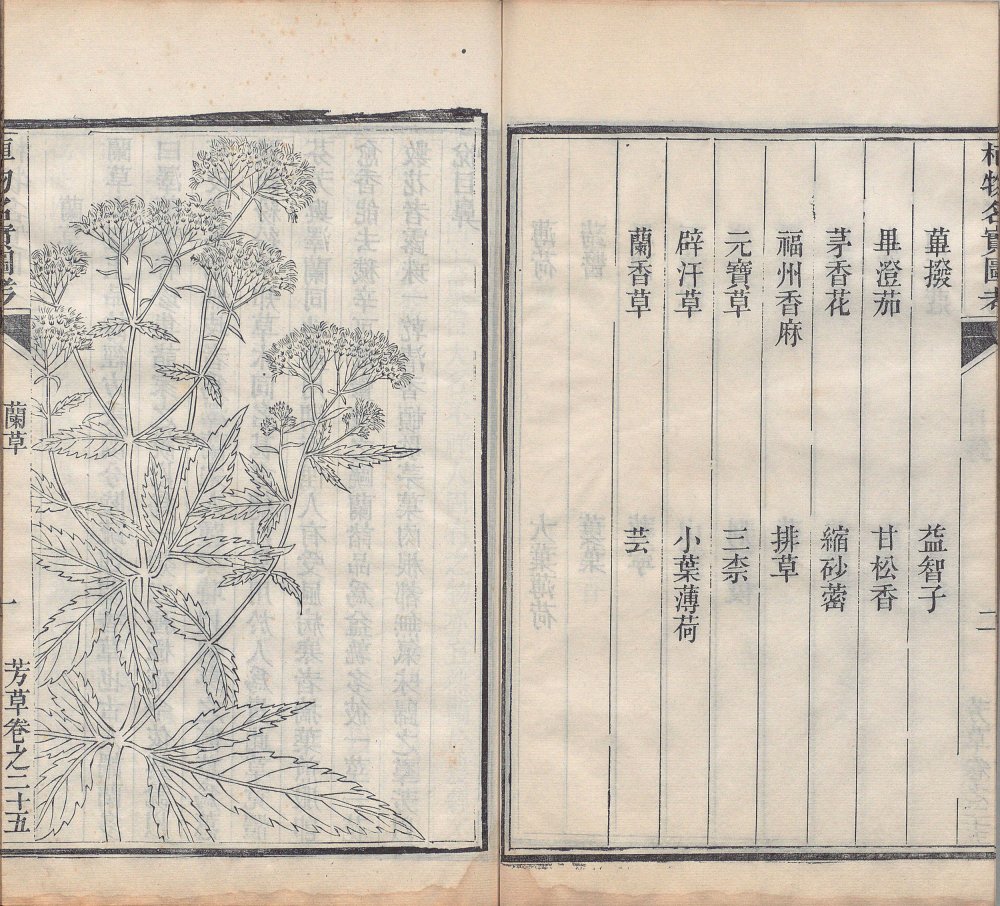 图片[4]-植物名实图考-天天向上