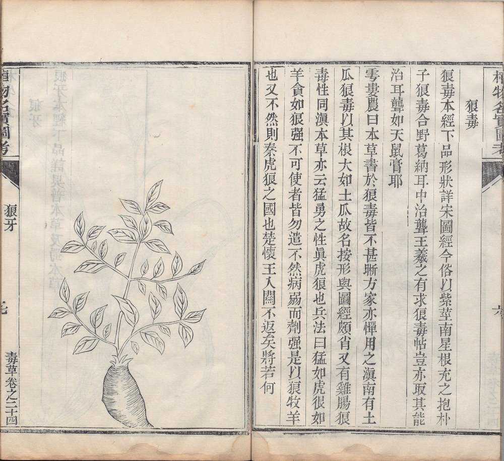 图片[5]-植物名实图考-天天向上