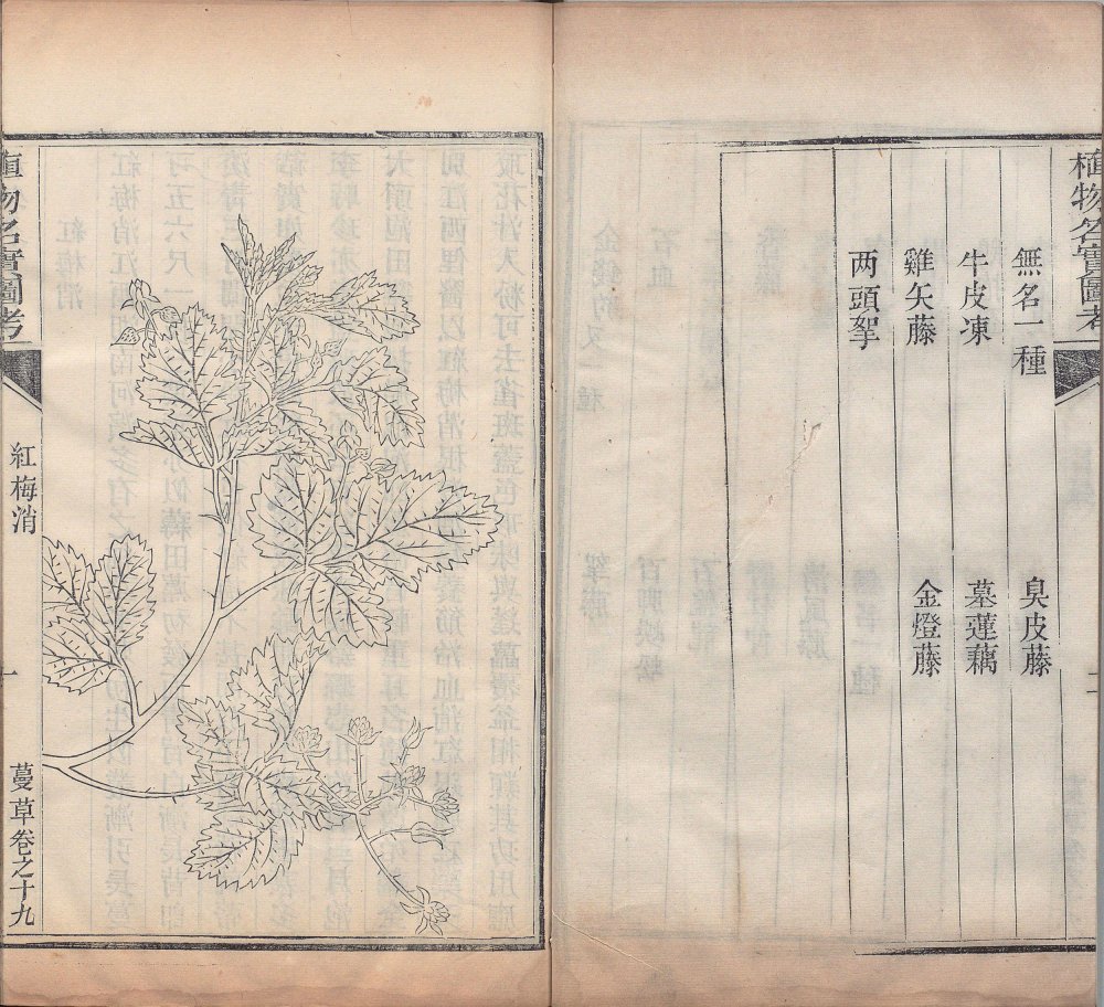 图片[6]-植物名实图考-天天向上