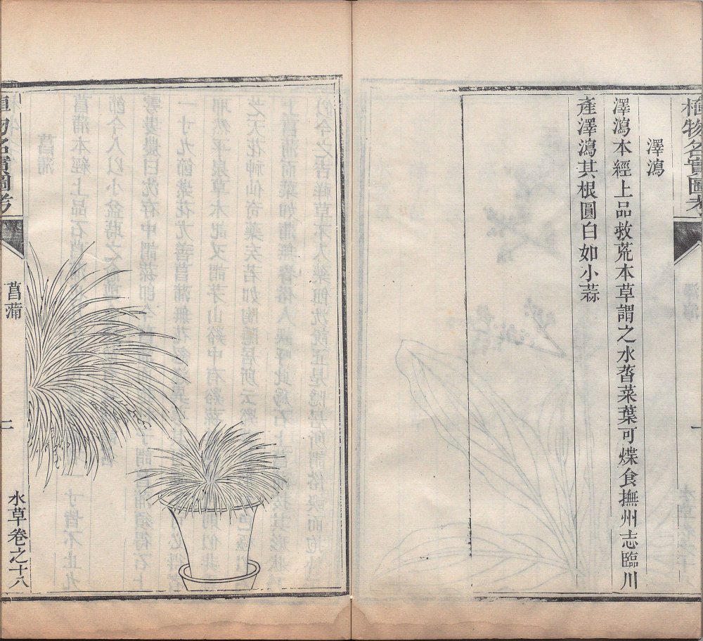 图片[7]-植物名实图考-天天向上