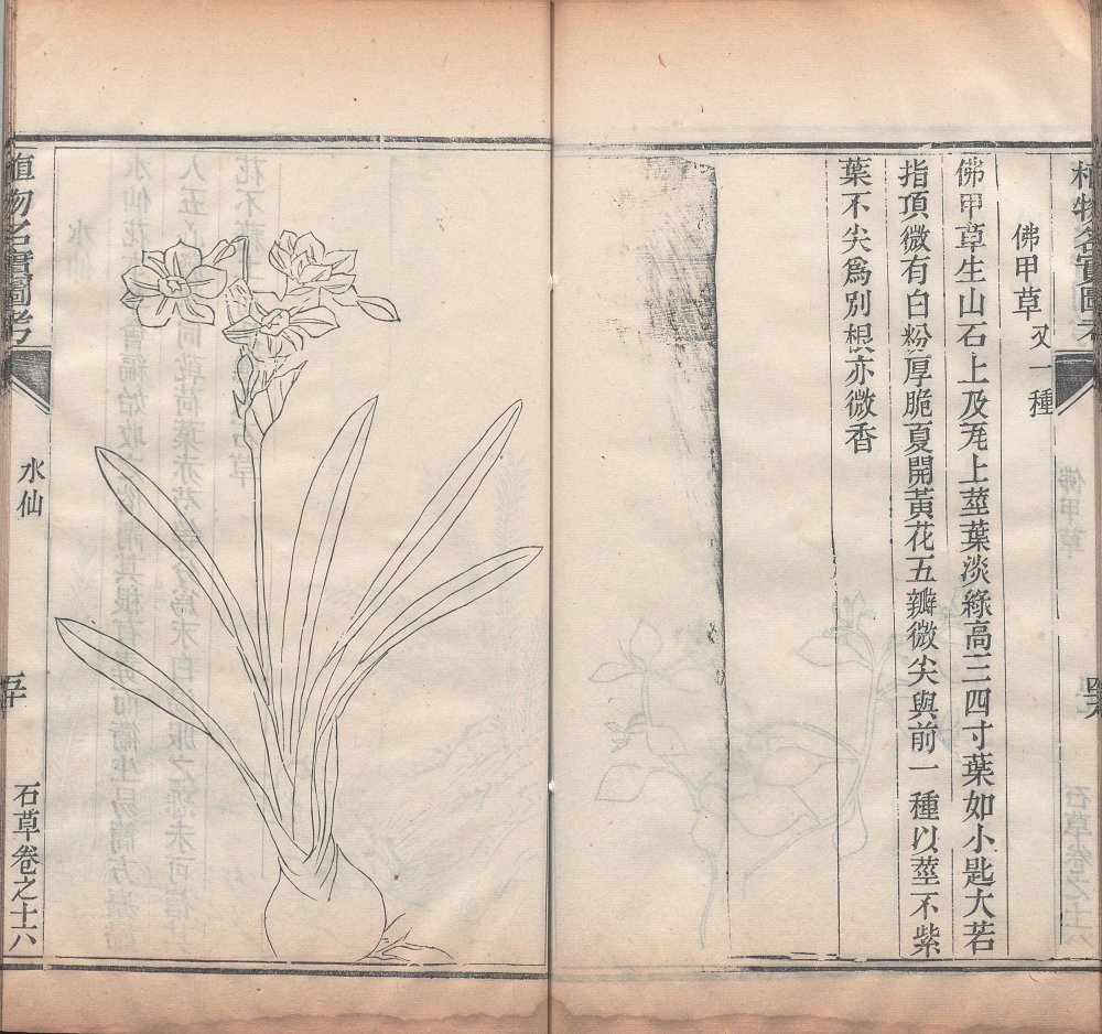 图片[8]-植物名实图考-天天向上
