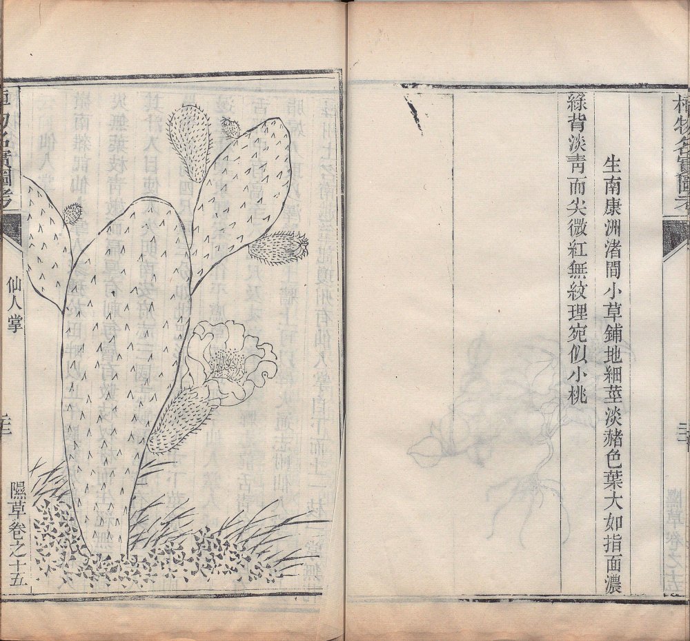 图片[9]-植物名实图考-天天向上