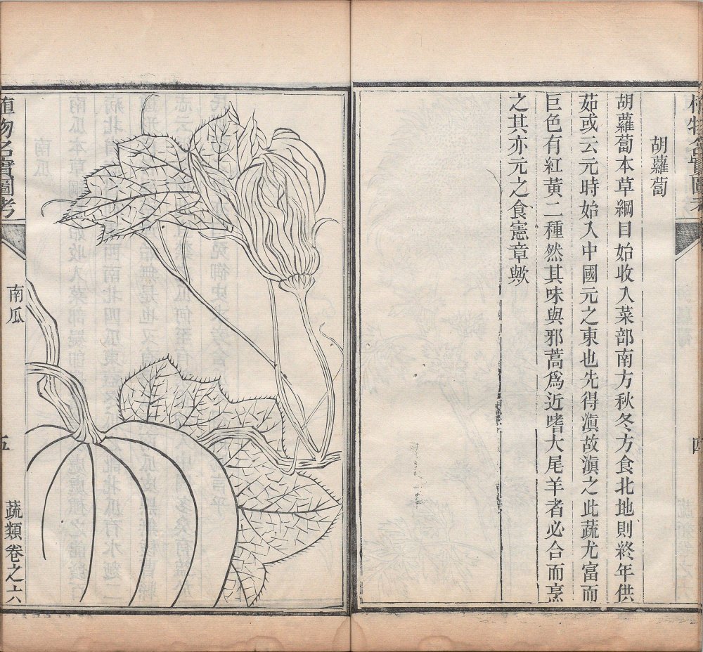 图片[14]-植物名实图考-天天向上