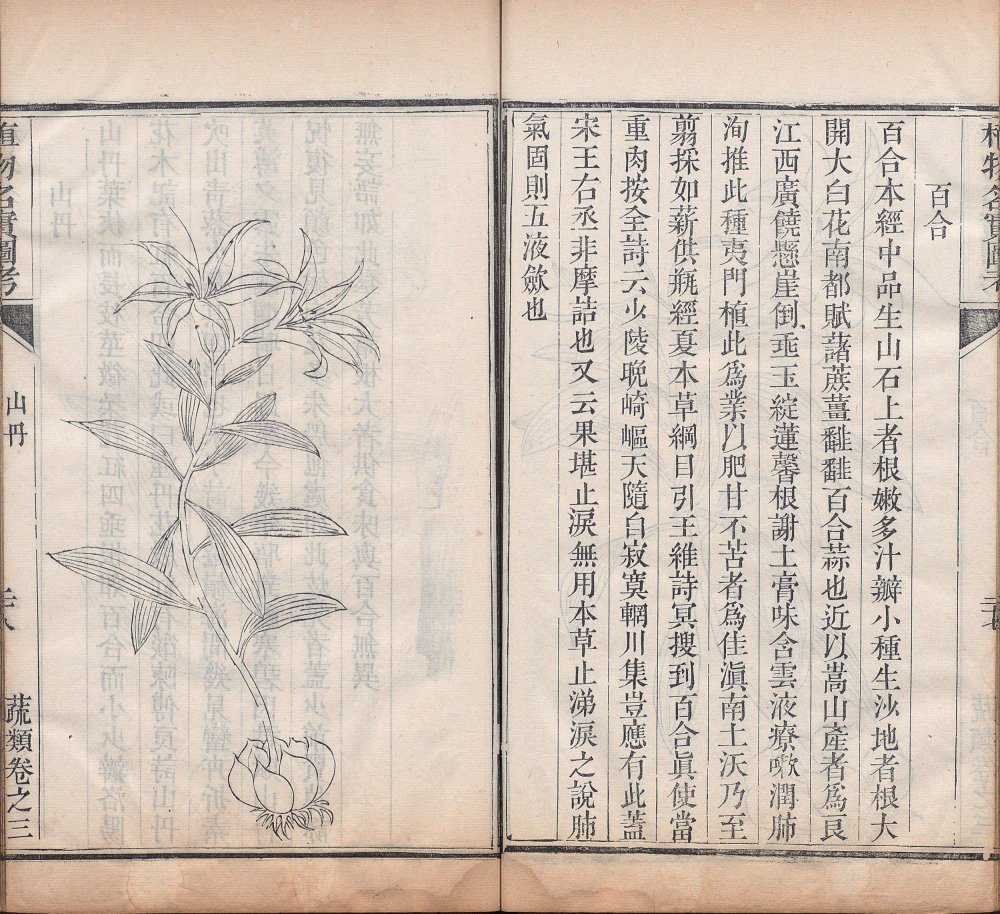 图片[16]-植物名实图考-天天向上