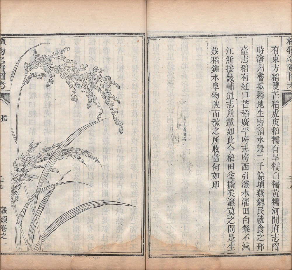 图片[17]-植物名实图考-天天向上