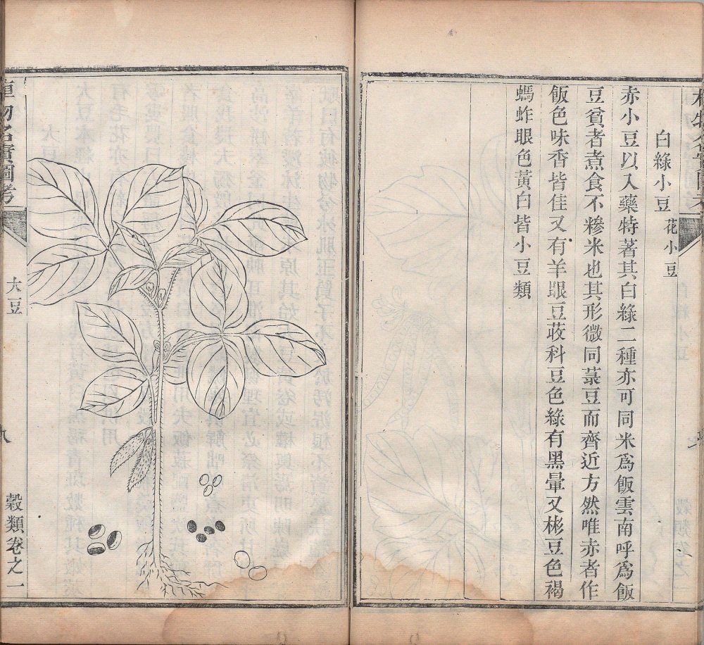 图片[18]-植物名实图考-天天向上