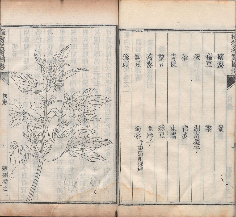 图片[19]-植物名实图考-天天向上